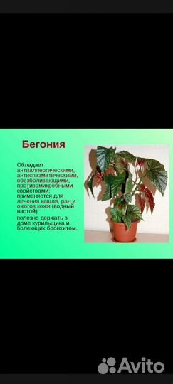 Комнатные растения