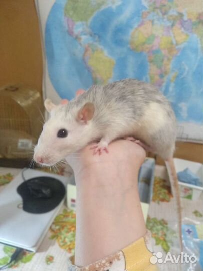 Крысы дамбо девочки
