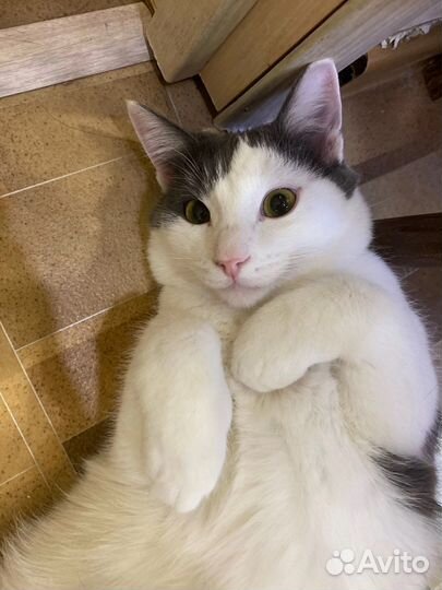 Кот Митька в добрые руки