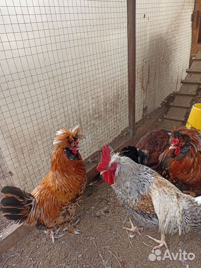 Петухи