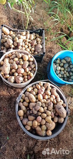 Продам мелкий картофель