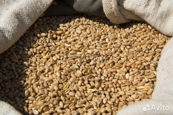 Пшеница в мешках с доставкой
