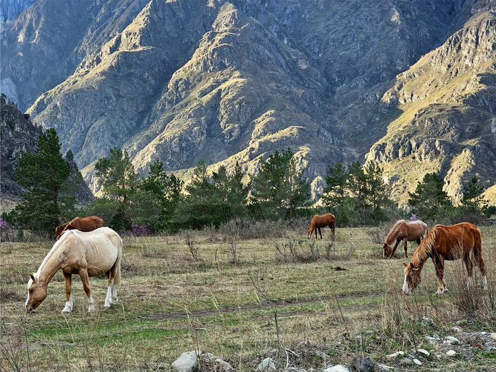 Участок 20 сот. (СНТ, ДНП)