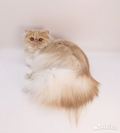 Персидский мальчик Гранд чемпион Wcf