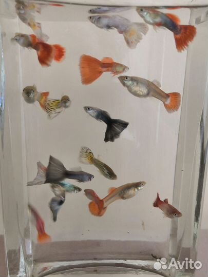 Аквариумные рыбки