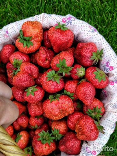Клубника свежая экологически чистая (пока стоп)