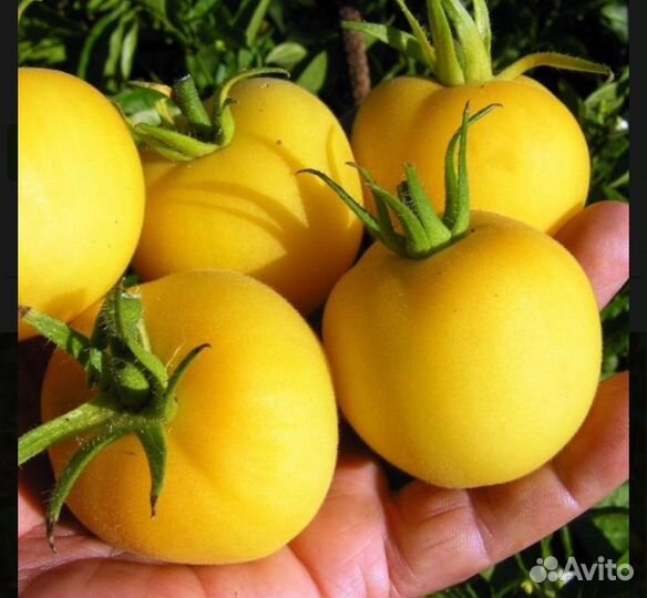 Рассада помидор, излишки