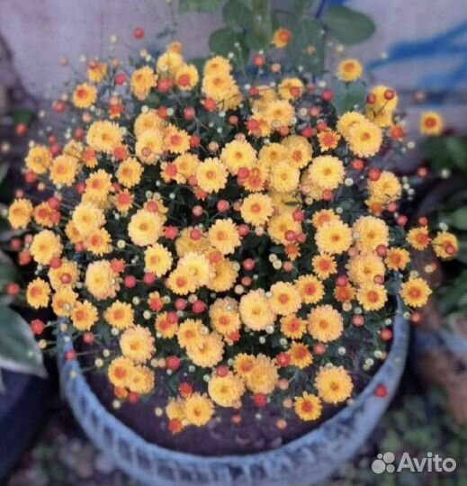 Хризантема