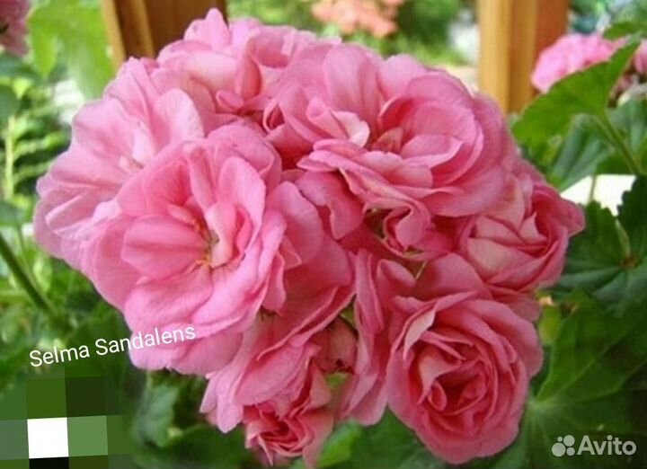 Пеларгония Разная Выбор есть Uaito Ringu