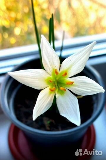 Комнатные и садовые растения (хойя, кактусы