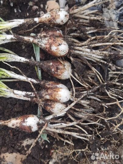 Зефирантес желтый