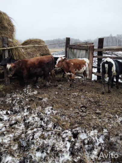 Продам бычков
