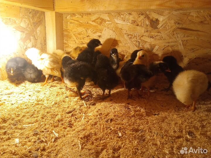 Цыплята несушки
