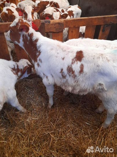 Телята доставка с выбором