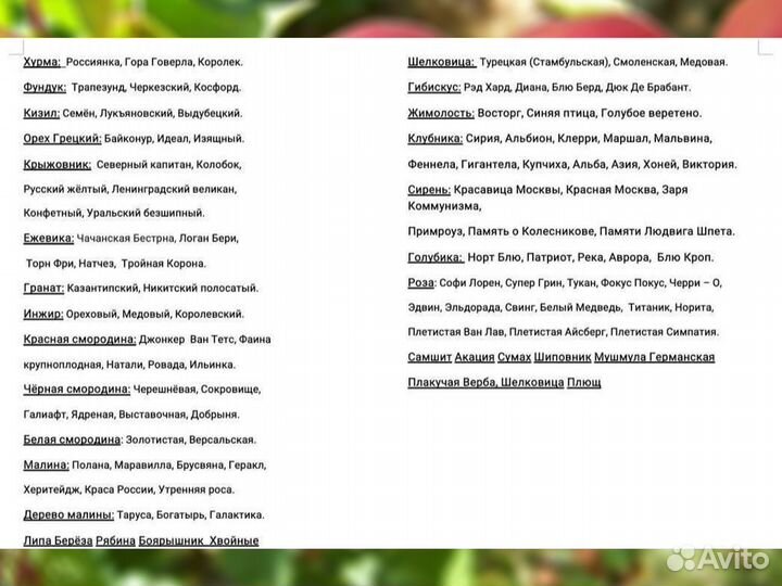 Саженцы Абрикоса Краснощекий