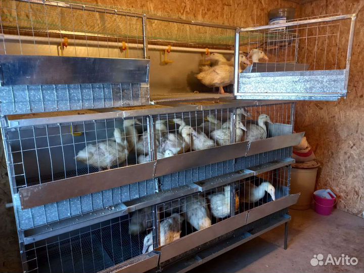 Клетка для кур, уток