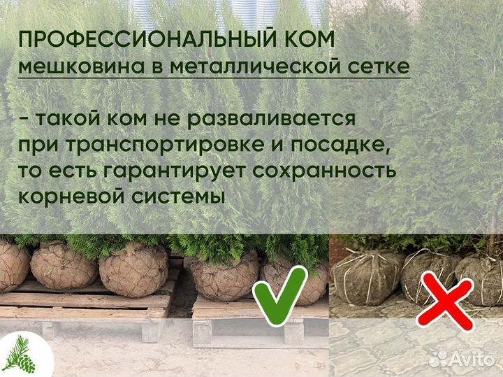 Туя смарагд оптом