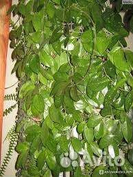 Хойя восковой плющ