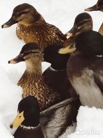 Утки подсадные для охоты сертифицированы