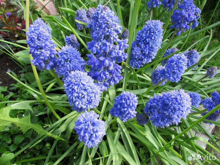 Многолетнии цветы и кустарники