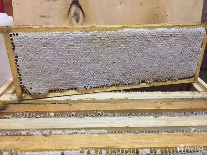 Мёд в сотах (акациевый)