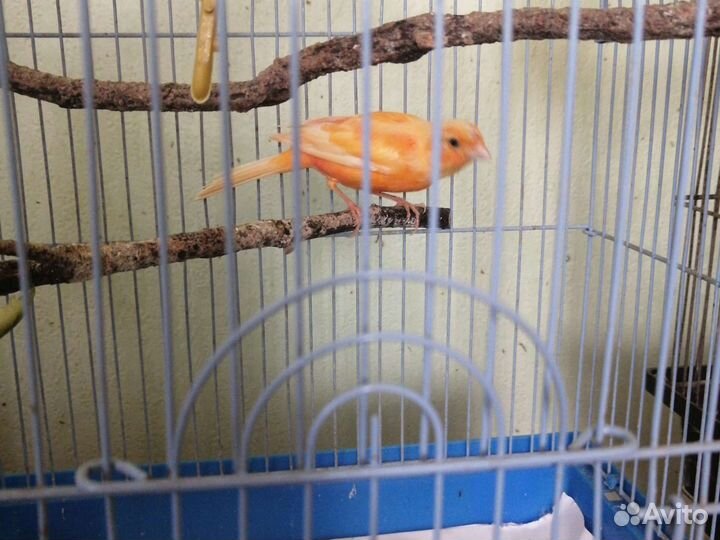 Кенара и канарейки