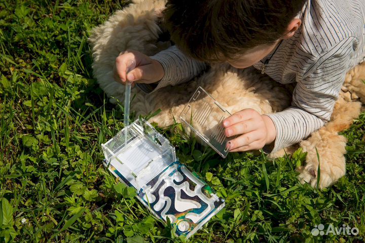 Ферма с муравьями / Формикарий