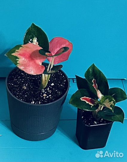 Аглаонемы Анимани, Тай Ред, Шоколад, Эйлин, Суксом