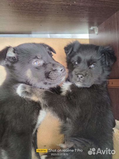Щенки