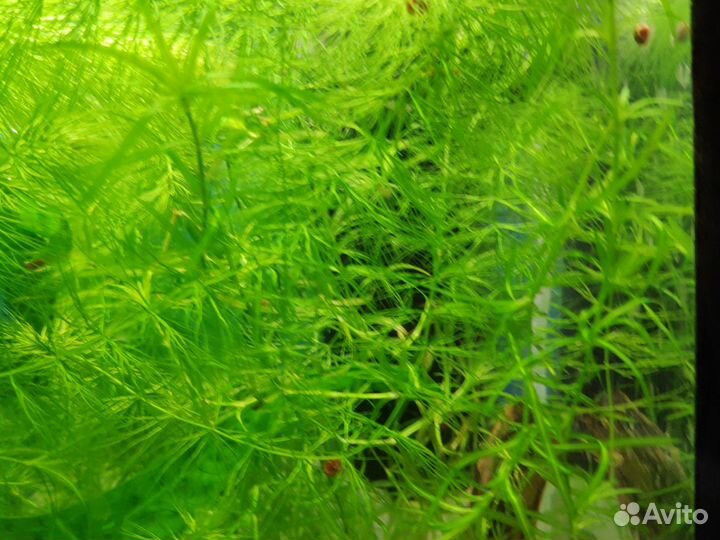 Роголистник