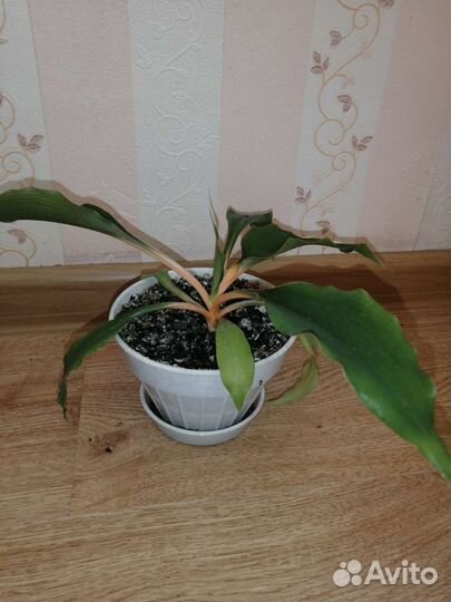 Хлорофитум оранж