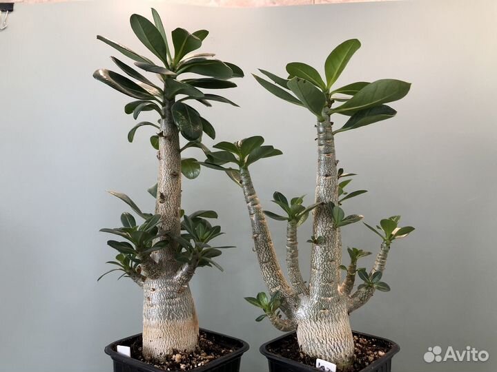 Adenium Thai Socotranum Chada Petch