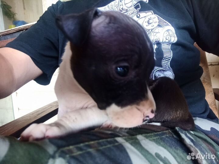 Амстафф девочка