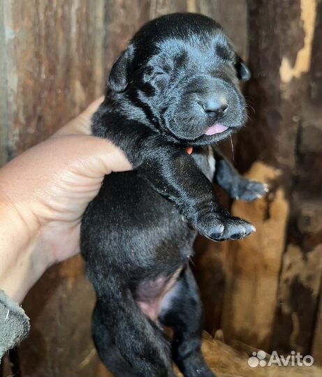 Щенки среднеазиатской овчарки