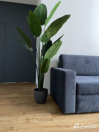 Банановая пальма