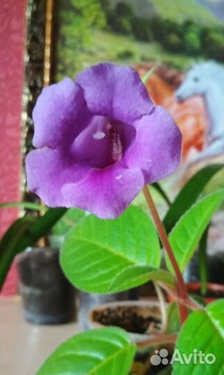 Глоксиния тидея, гиппеаструм