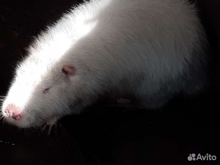 Нутрии 10 штук продать