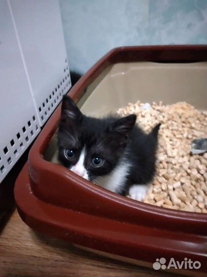 Котята. Феликс 3 шт