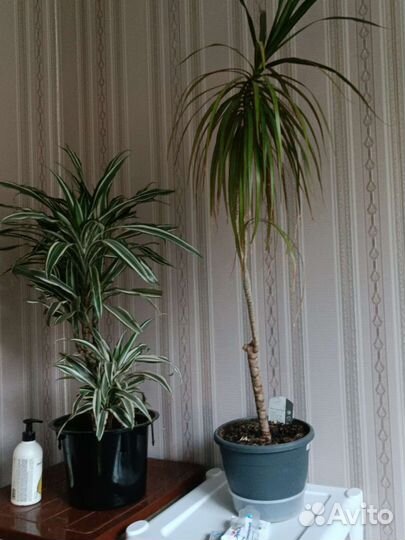 Комнатные цветы