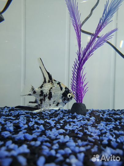 Аквариумные рыбки,аквариумистика