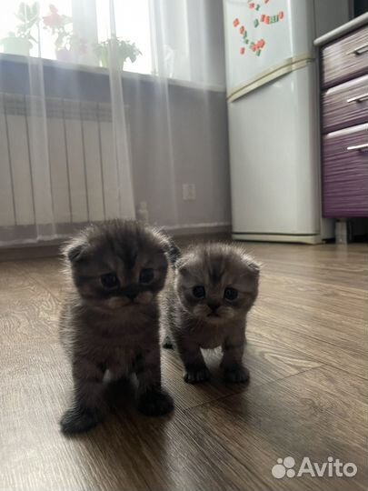 Шотландские вислоухие котята