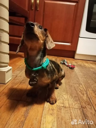 Ошейник полуудавка,ошейник шнурок,ошейник