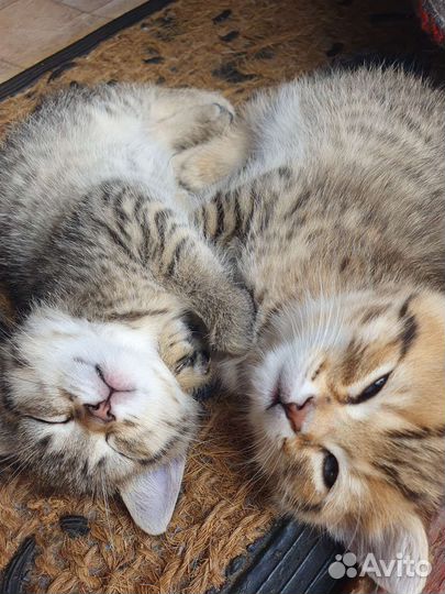 Котята