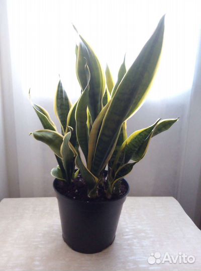 Сансевиерия Лауренти