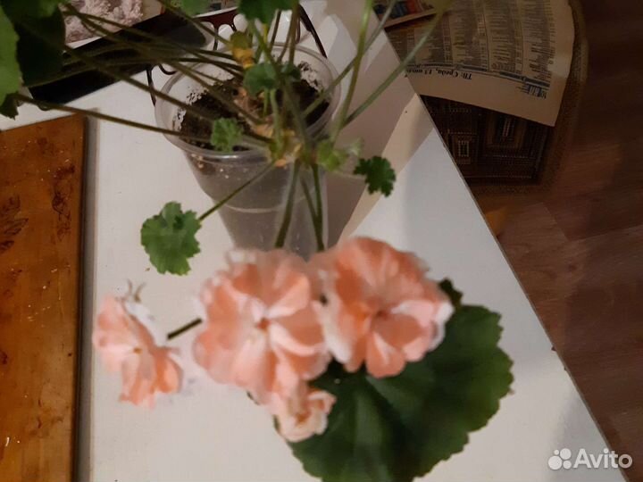 Пеларгония герань