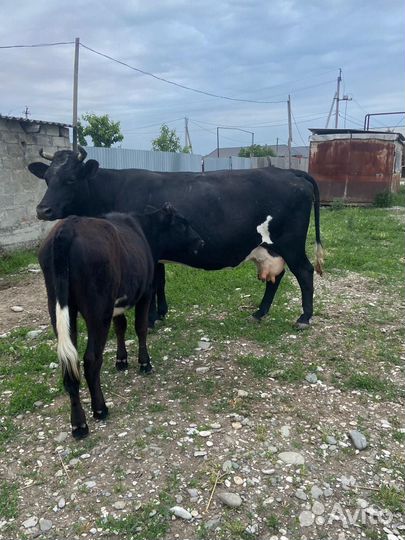 Корова дойная