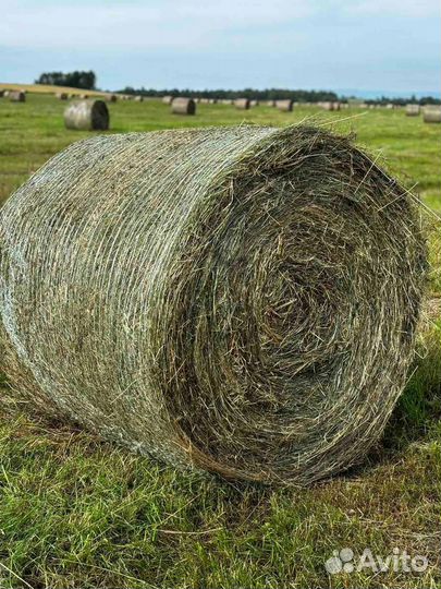 Продам сено в рулонах свежий укос