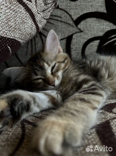 Ласковая малышка