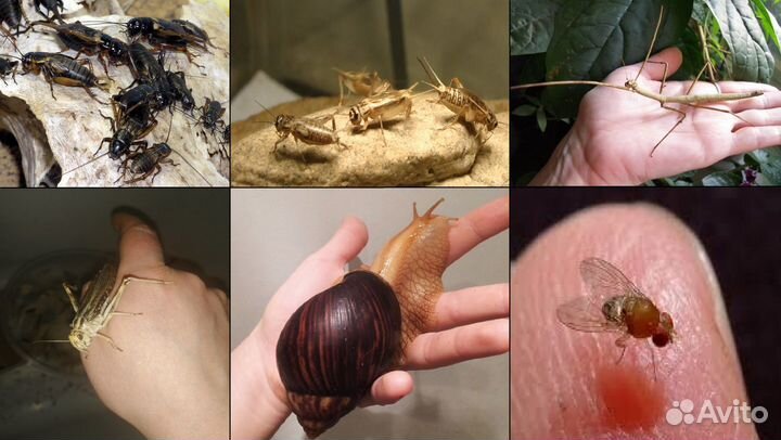 Сверчки,тараканы,личинки,улитки,грызуны,живой корм