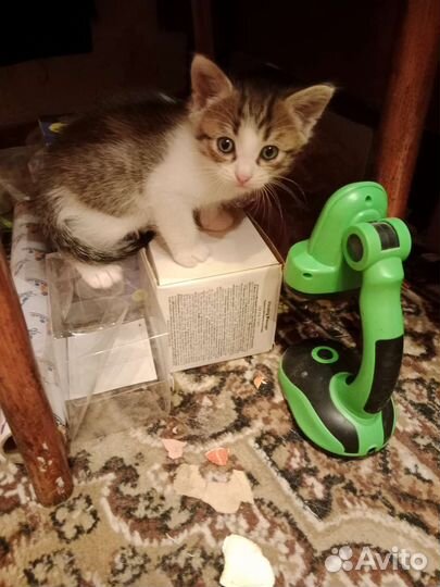 Котята в дар бесплатно